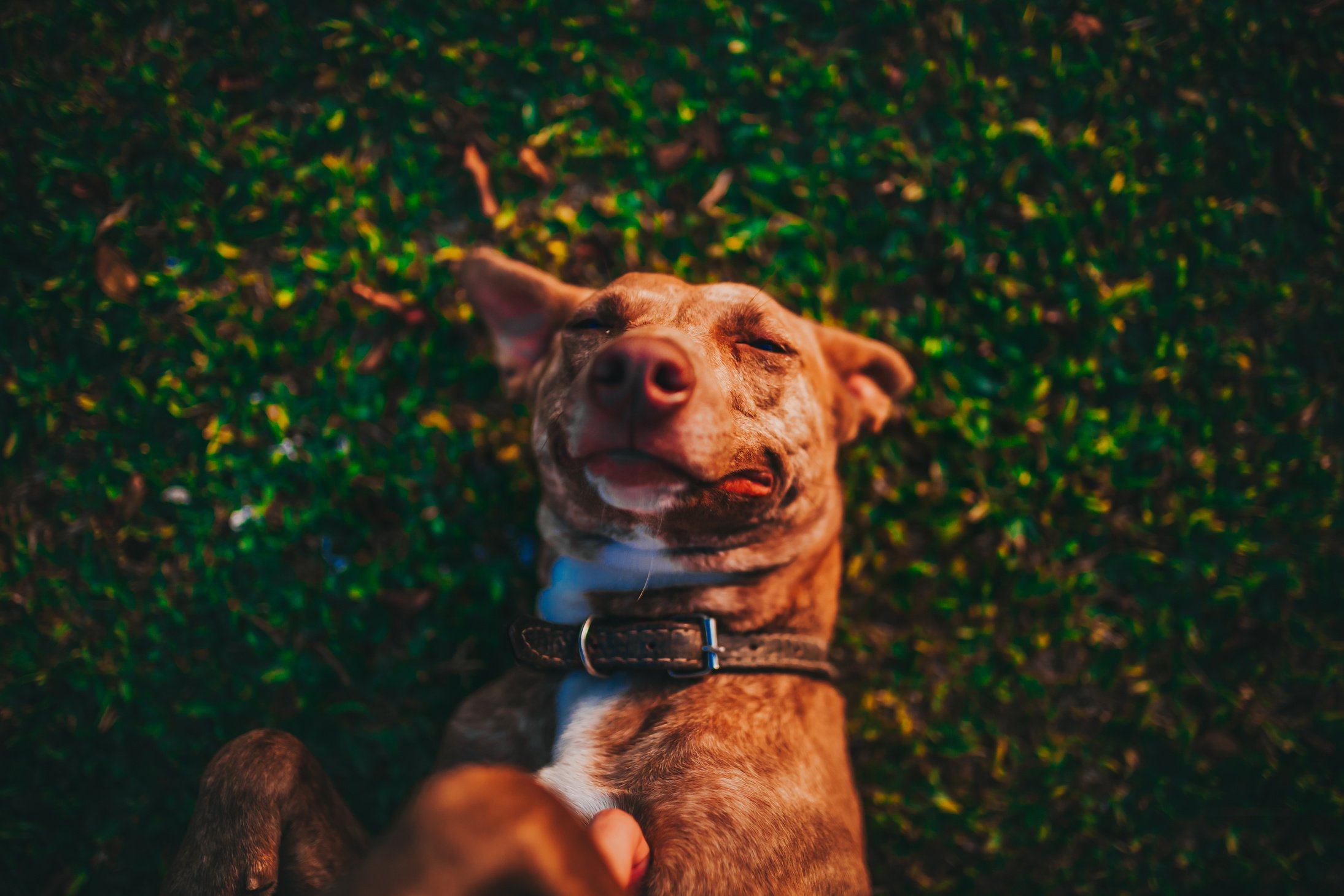 Short-coated Brown Dog